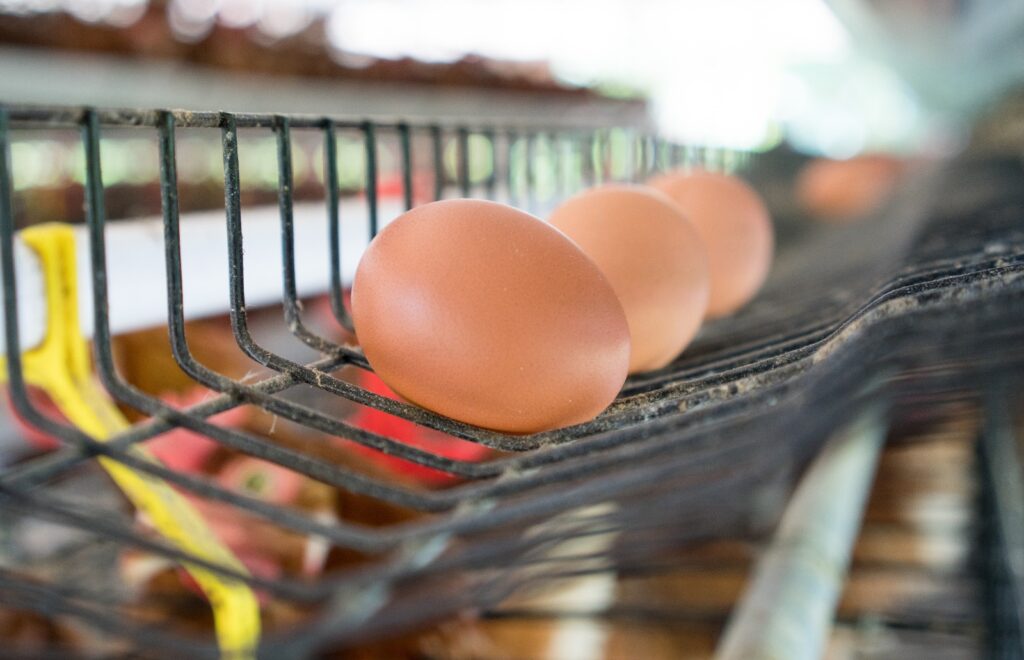 Improve Egg Quality in Poultry Farm nadlex