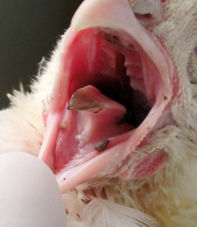 Mycotoxins in Poultry