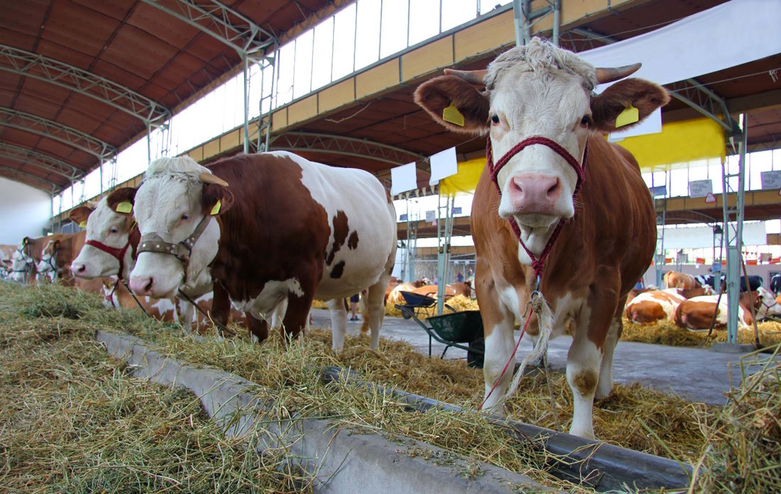 Dairy Beef Helps The Beef Supply Chain